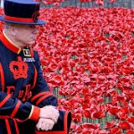 Poppies at the Tower