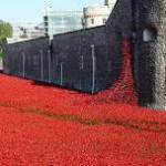 Poppies at the Tower 2
