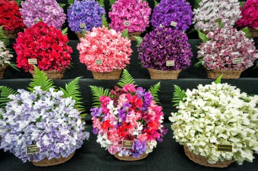 Blenheim Palace Flower Show