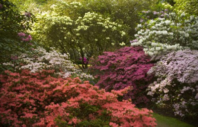 The Savill Garden and Edwardian Afternoon Tea Cruise (FULL)