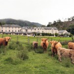 Hotel with Cattle