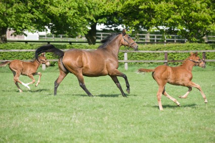 Newmarket Experience with Optional Fine Dining