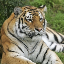 West Midlands Safari Park