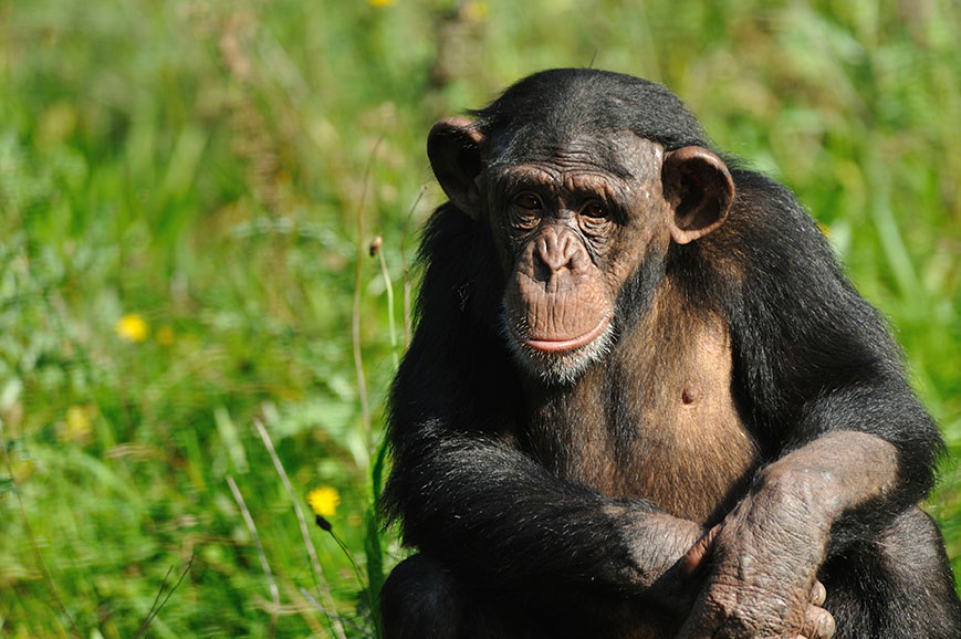 Карликовый шимпанзе 6. Карликовый шимпанзе 6 букв. Wallpapers Pan Troglodytes.