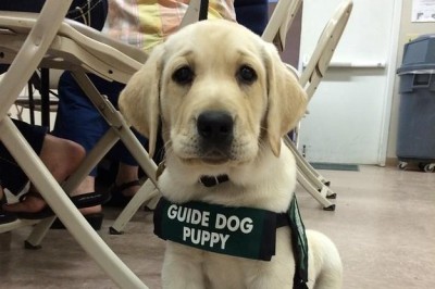Guide Dog Training School