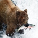 Inside Passage - Grizzly Bear fishing
