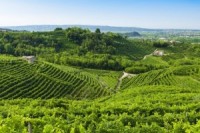 Prosecco-vineyards-at-summer